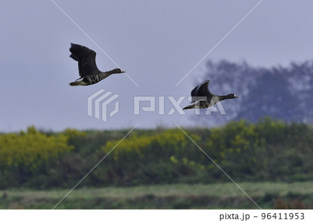 北国の冬の渡り鳥、青空の下で飛ぶマガンの群れ 北国の冬の渡り鳥、青空の下で飛ぶマガンの群れ 96411953