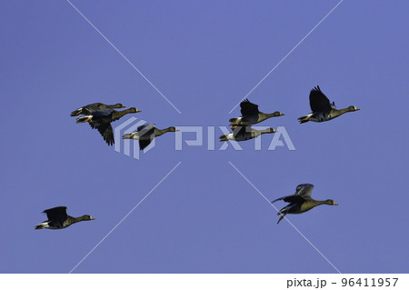 北国の冬の渡り鳥、青空の下で飛ぶマガンの群れ 北国の冬の渡り鳥、青空の下で飛ぶマガンの群れ 96411957