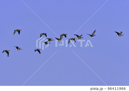 北国の冬の渡り鳥、青空の下で飛ぶマガンの群れ 北国の冬の渡り鳥、青空の下で飛ぶマガンの群れ 96411966