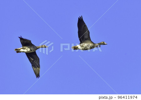 北国の冬の渡り鳥、青空の下で飛ぶマガンの群れ 96411974