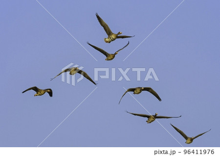 北国の冬の渡り鳥、青空の下で飛ぶマガンの群れ 北国の冬の渡り鳥、青空の下で飛ぶマガンの群れ 96411976