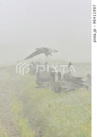 北国の冬の渡り鳥、青空の下で飛ぶマガンの群れ 96411997