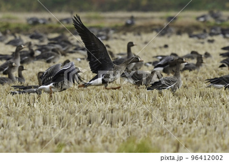 北国の冬の渡り鳥、青空の下で飛ぶマガンの群れ 96412002