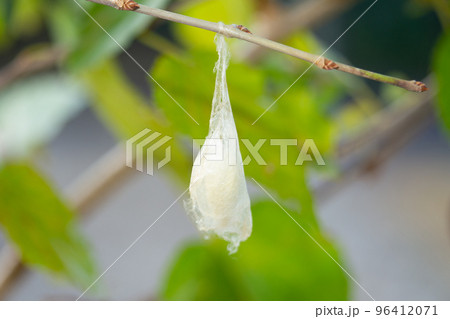 桑子の繭(まゆ) 桑子の繭(まゆ) 96412071