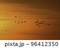 オレンジ色に染まる夕焼けの宮城県蕪栗沼で見られるガンのねぐら入り 96412350
