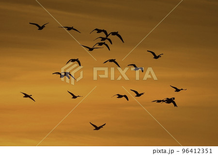 オレンジ色に染まる夕焼けの宮城県蕪栗沼で見られるガンのねぐら入り オレンジ色に染まる夕焼けの宮城県蕪栗沼で見られるガンのねぐら入り 96412351