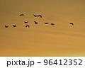 オレンジ色に染まる夕焼けの宮城県蕪栗沼で見られるガンのねぐら入り 96412352