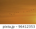 オレンジ色に染まる夕焼けの宮城県蕪栗沼で見られるガンのねぐら入り 96412353