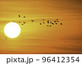 オレンジ色に染まる夕焼けの宮城県蕪栗沼で見られるガンのねぐら入り 96412354