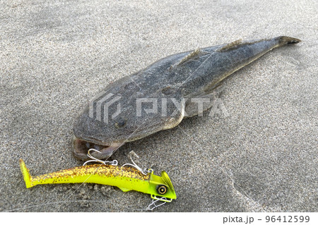 マゴチとルアー(ソフトルアー ワーム) マゴチとルアー(ソフトルアー ワーム) 96412599