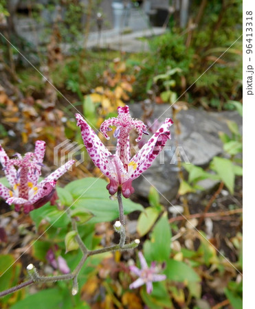 ピンクのホトトギスの花 96413318