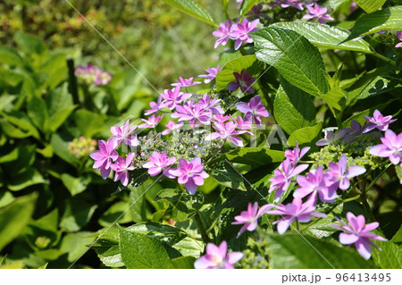 満開のガクアジサイ 満開のガクアジサイ 96413495