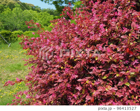 春のアカバナトキワマンサク 96413527