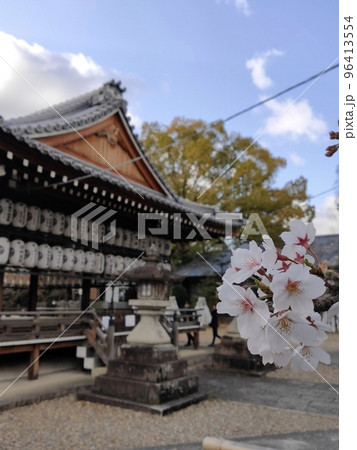 京都 向日市 向日神社の桜 京都 向日市 向日神社の桜 96413554