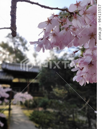 京都 向日市 向日神社の桜 京都 向日市 向日神社の桜 96413557