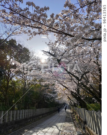 京都　向日市　向日神社の桜 96413565