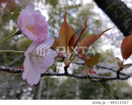 京都 向日市 向日神社の桜 京都 向日市 向日神社の桜 96413567