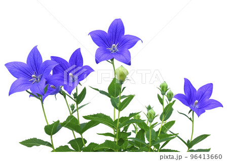 桔梗の花 秋の七草のひとつ( fix撮影 ) 桔梗の花 秋の七草のひとつ( fix撮影 ) 96413660