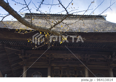 お葉付き銀杏（オハツキイチョウ）と霊松寺　長野県大町市 96413814