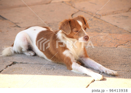 a sleepy dog resting in sunshine a sleepy dog resting in sunshine 96413938