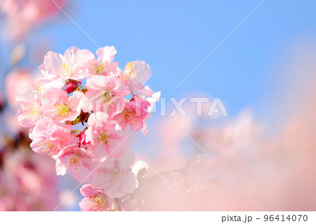 河津桜のクローズアップ 河津桜のクローズアップ 96414070
