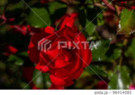 Beautiful red rose on a bush in a garden Beautiful red rose on a bush in a garden 96414085