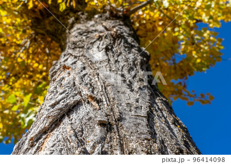 Bright yellow leaves, autumn tree against a blue sky. Thrones bottom view.  96414098