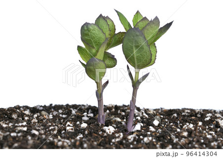 桔梗の芽吹き　地球温暖化　( fix撮影 ) 96414304