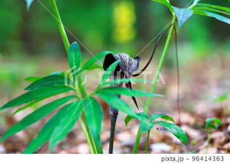 釣り糸をたれるウラシマソウ 釣り糸をたれるウラシマソウ 96414363