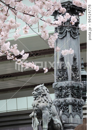 日本橋と桜 96414776