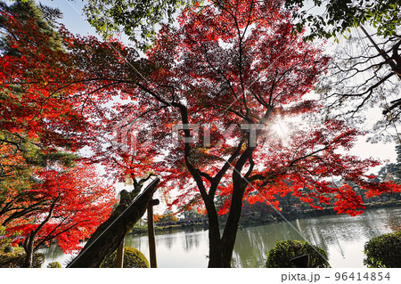 紅葉 紅葉 96414854