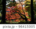 秋の高鴨神社 96415005