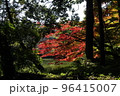 秋の高鴨神社 96415007