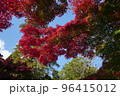 秋の高鴨神社 96415012