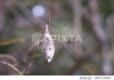 激減したミノムシ 激減したミノムシ 96415062