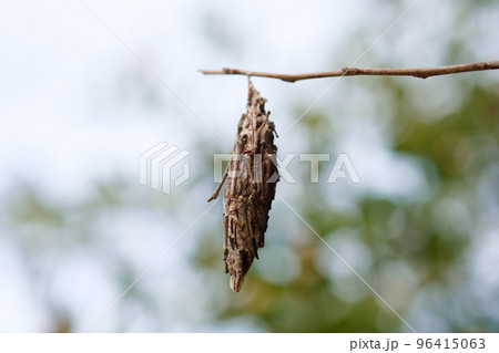 激減したミノムシ 96415063