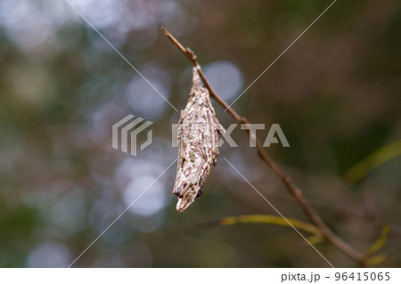 激減したミノムシ 激減したミノムシ 96415065