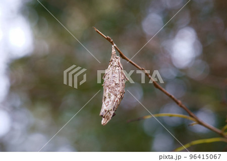 激減したミノムシ 96415067