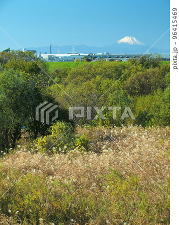 秋の江戸川土手から見る枯れた荻原のある河川敷と富士山と青空 96415469