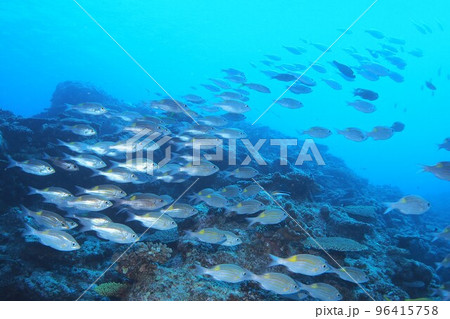 ノコギリダイ　群れ　沖縄の海　水中写真 96415758