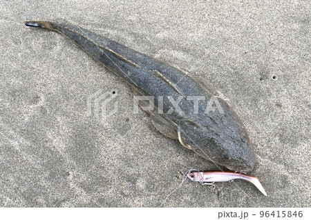 マゴチとルアー(ソフトルアー ワーム マゴチとルアー(ソフトルアー ワーム 96415846