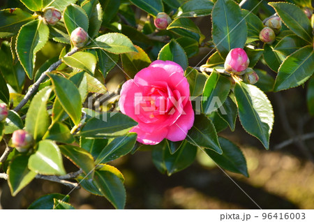難波田城公園　サザンカの花 96416003