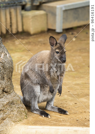 東京 江戸川区自然動物園 ベネットワラビー 東京 江戸川区自然動物園 ベネットワラビー 96416191