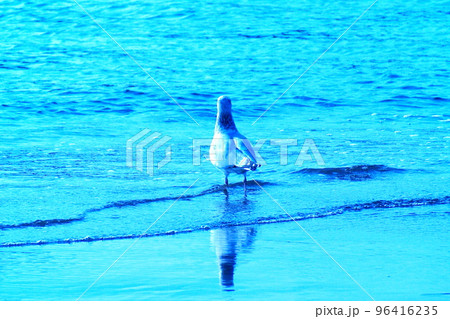 カラー 海 波 鳥 カモメ(2022年11月登録) カラー 海 波 鳥 カモメ(2022年11月登録) 96416235