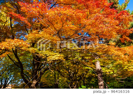 秋の札幌市・北海道大学で見た、赤や黄色のカラフルな紅葉 秋の札幌市・北海道大学で見た、赤や黄色のカラフルな紅葉 96416316