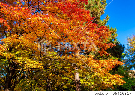 秋の札幌市・北海道大学で見た、赤や黄色のカラフルな紅葉と快晴の青空 96416317