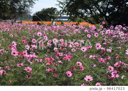 武庫川コスモス園 96417023