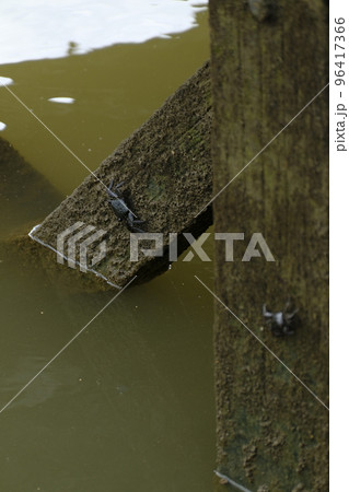 島尻マングローブ林の桟橋にしがみつく黒いカニ 96417366