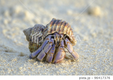 宮古島の与那覇前浜ビーチを歩くオカヤドカリ 96417376