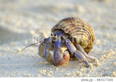 宮古島の与那覇前浜ビーチを歩くオカヤドカリ 96417380